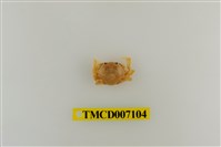 藏品(短刺伊氏蟹)的圖片